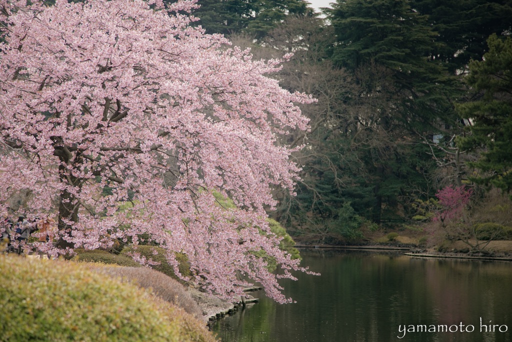 新宿御苑で早咲きの桜