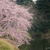 新宿御苑で早咲きの桜
