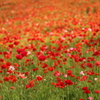 ポピー_poppies