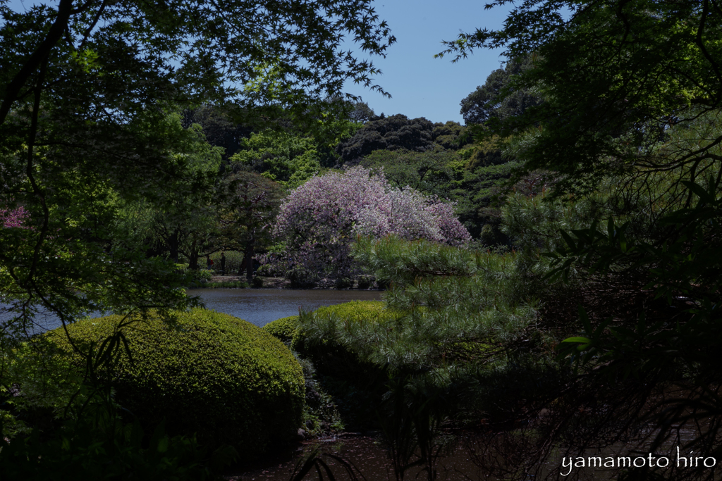 池の向こう。