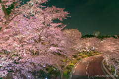 東京ミッドタウン。夜桜。