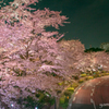 東京ミッドタウン。夜桜。