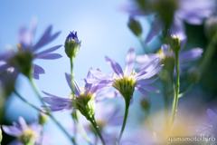 シオン。大好きな花。