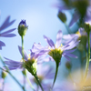 シオン。大好きな花。