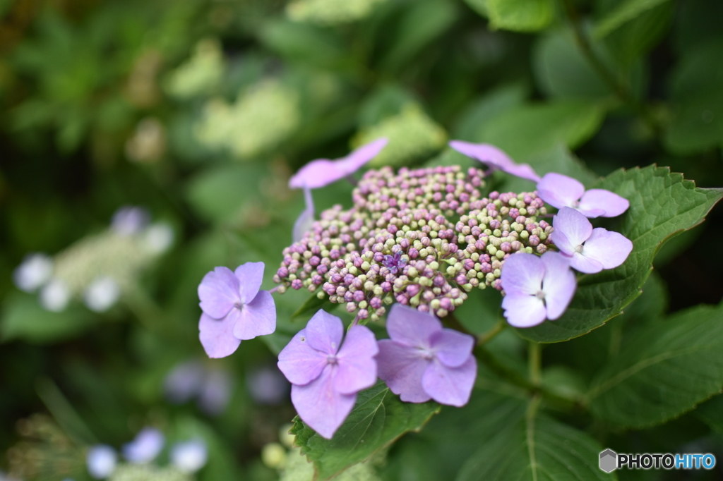 紫陽花③