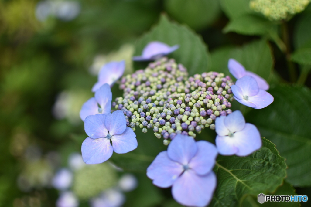 紫陽花⑤