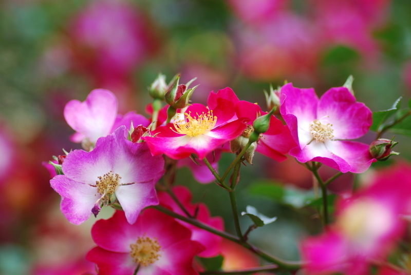 薔薇…♪