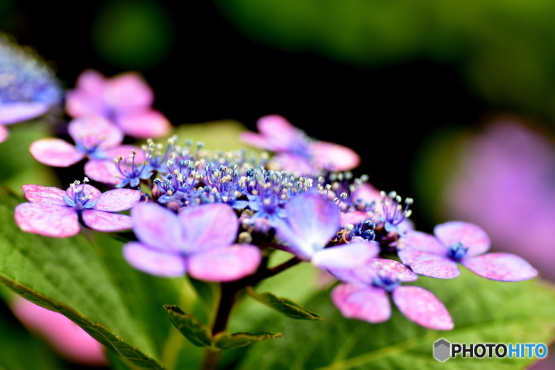 額紫陽花