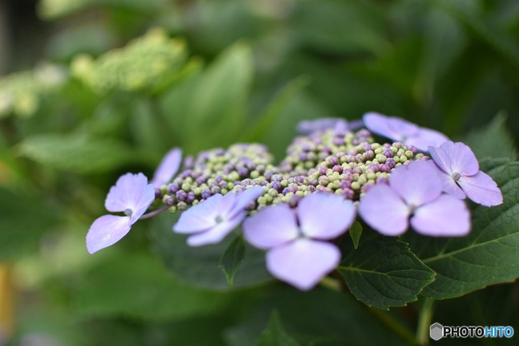 紫陽花②