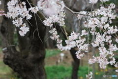 桜咲く