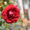 赤い薔薇