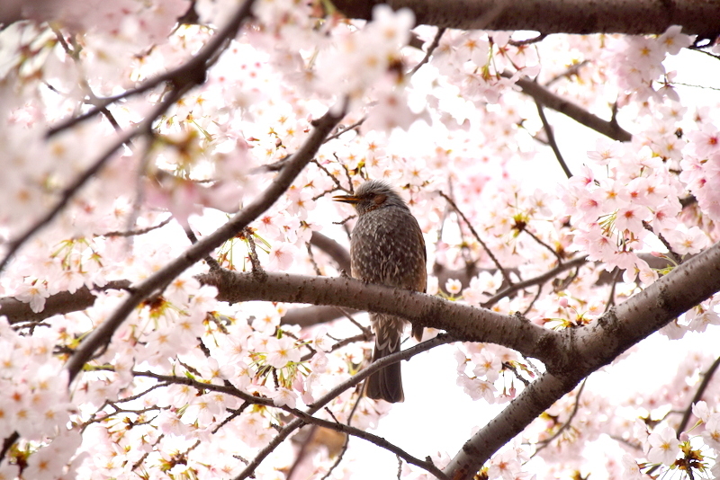 春の鳥