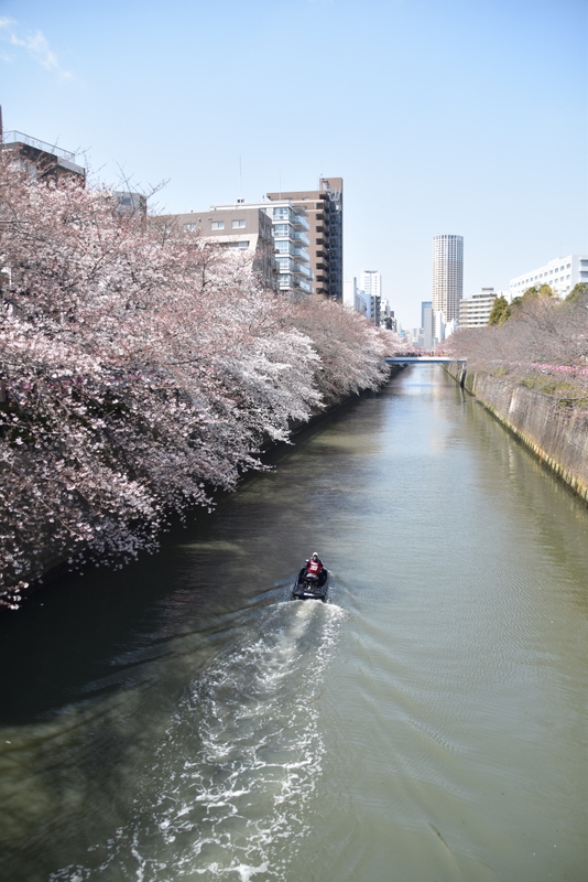 桜のある水辺風景