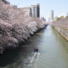 桜のある水辺風景