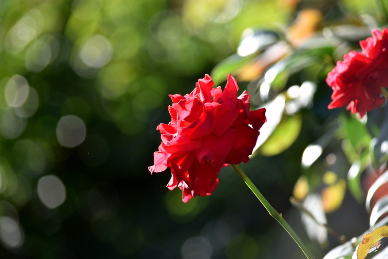 夏の薔薇…♪