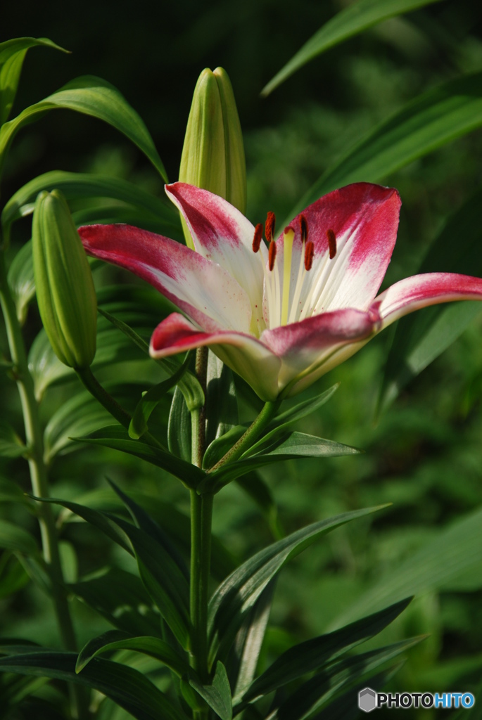 春の花