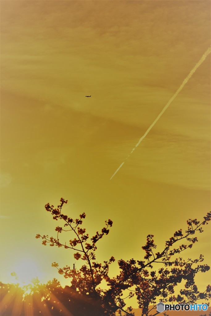 夕陽と桜