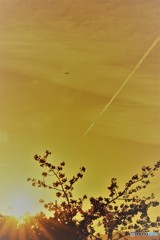 夕陽と桜