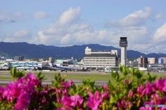 つつじ咲いてるねん！