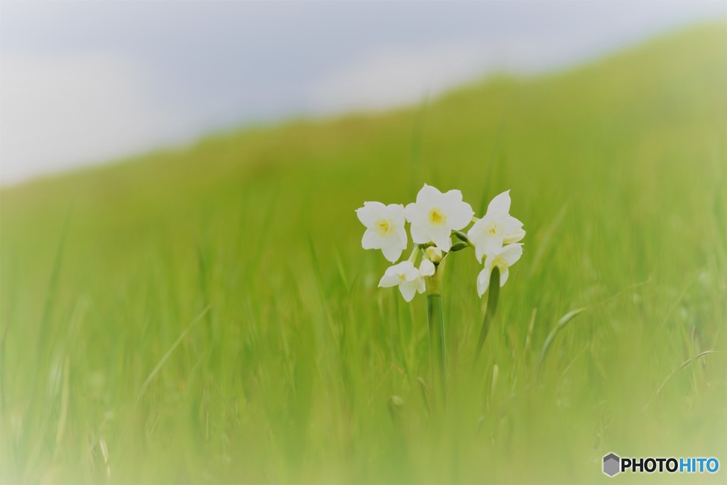 小さい春の花
