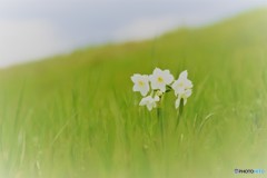 小さい春の花