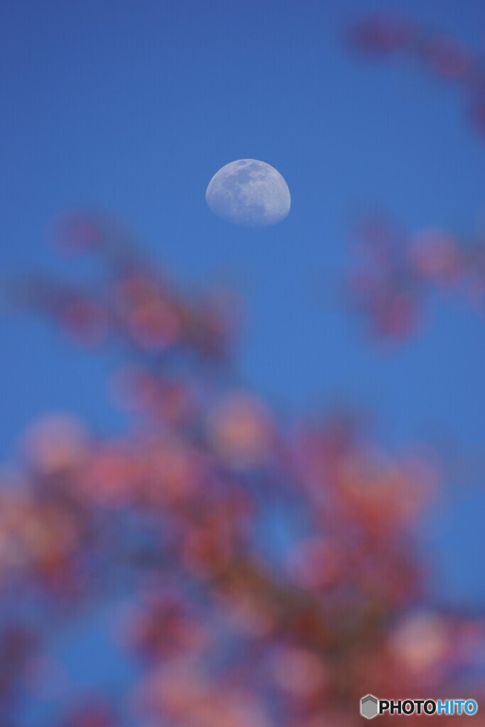 桜餅