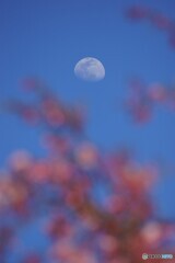 桜餅