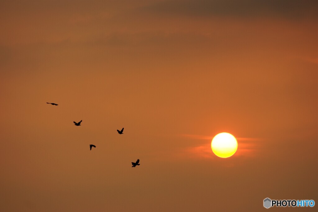 夕日と鳥たち