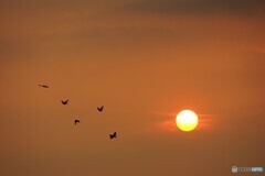 夕日と鳥たち
