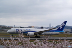 さくら　さくら