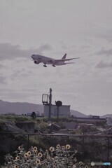 空港にもひまわり