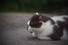 タマ