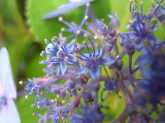 梅雨