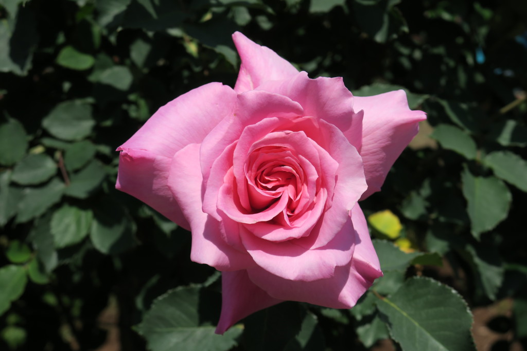 可憐な薔薇一輪