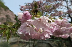 桜もこれで終わり 郡上八幡