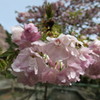 桜もこれで終わり 郡上八幡