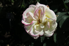 薔薇も色々