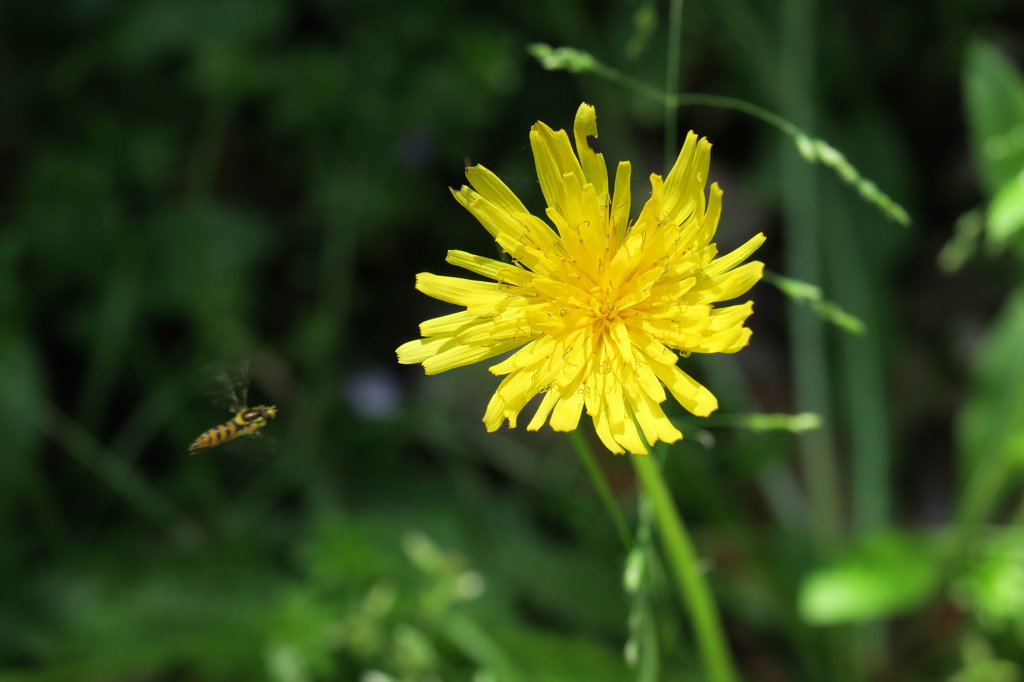 この花の蜜最高　奇跡の蜂