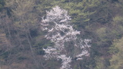 遠くに桜発見