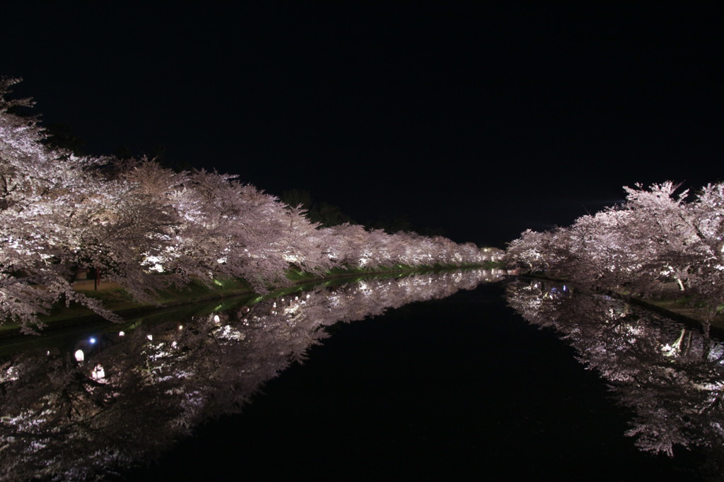 夜桜