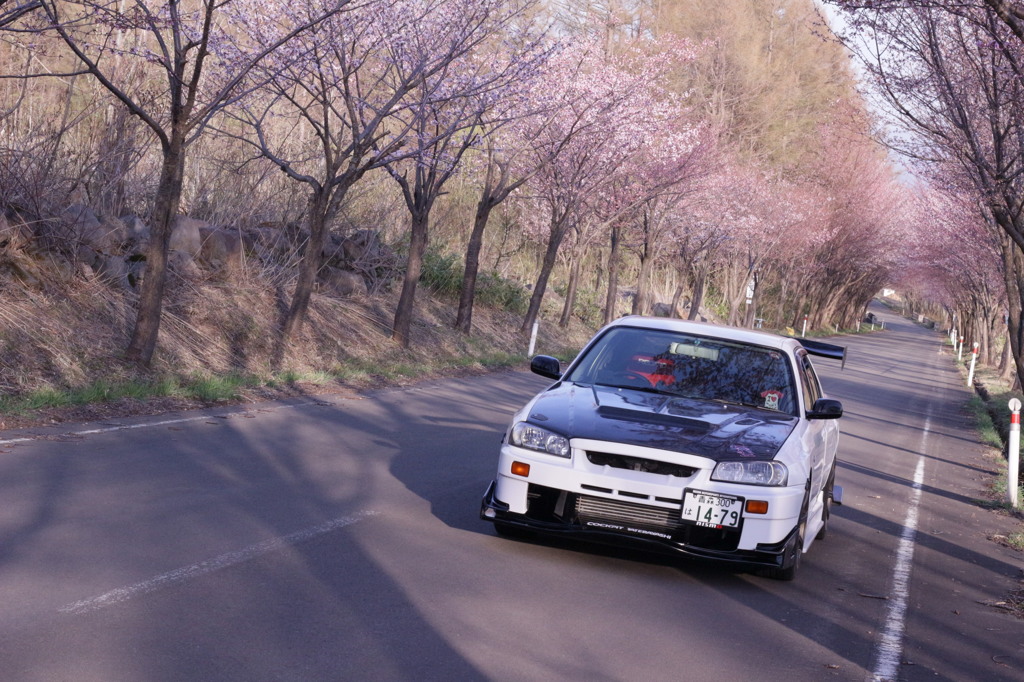 桜の木の下で…