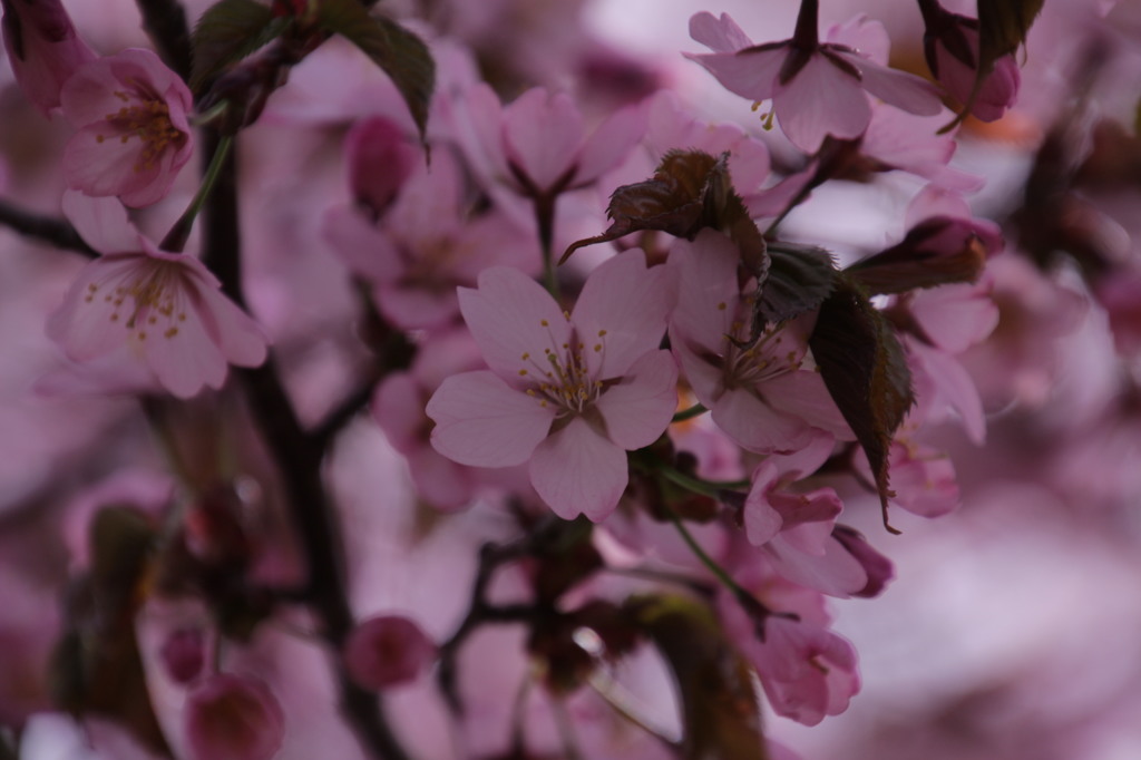 桜