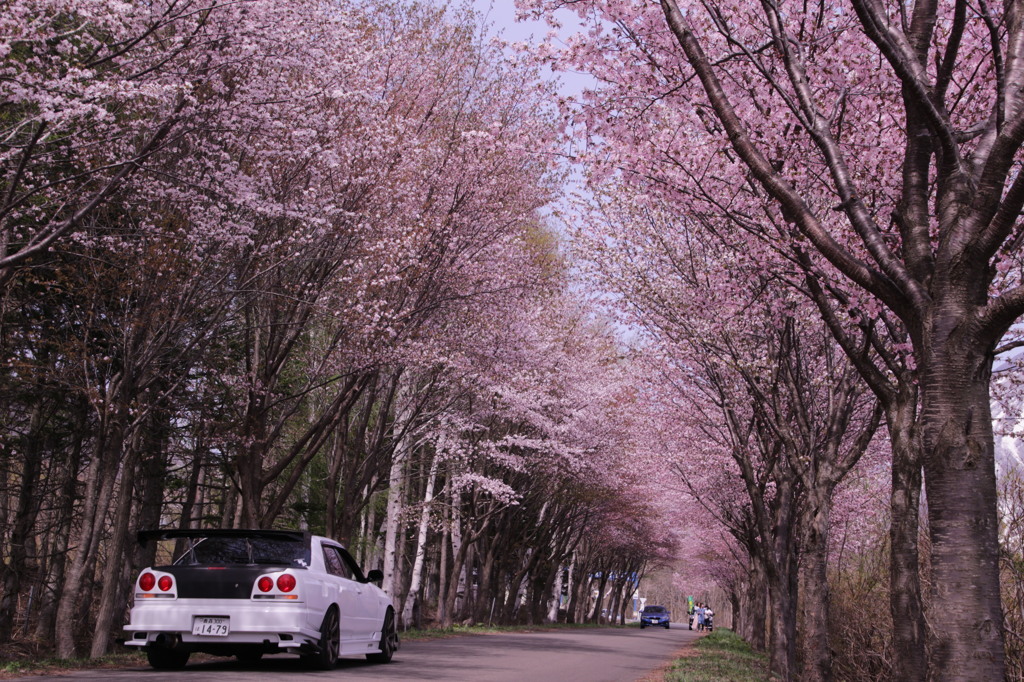 桜並木