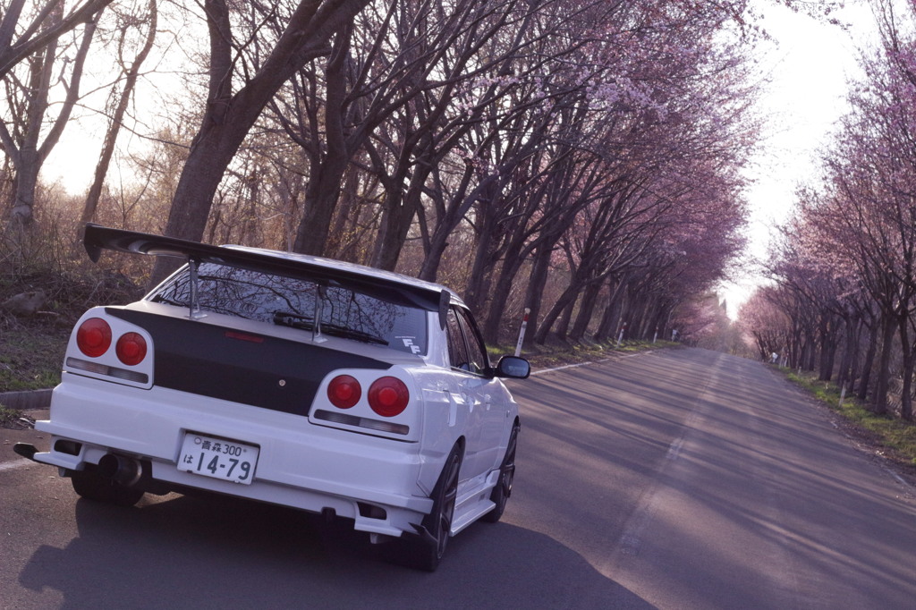 cherry tree ＆ shining