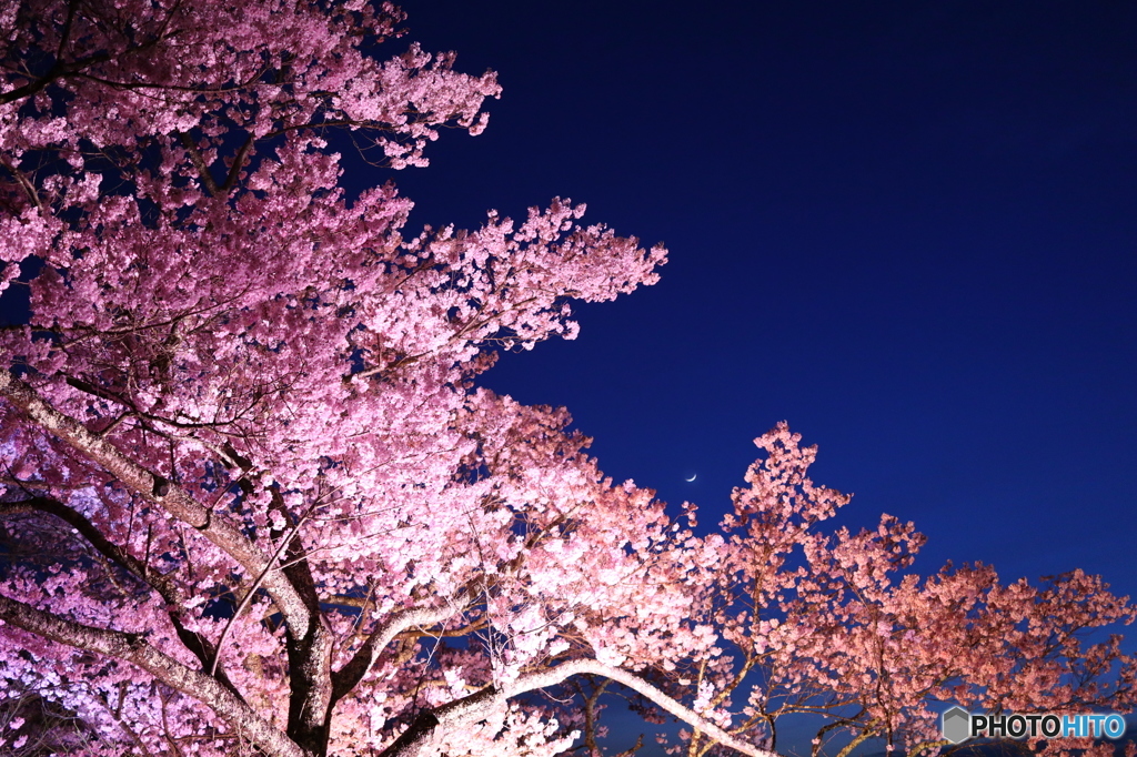 高遠城址公園　夜桜