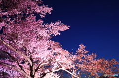 高遠城址公園　夜桜