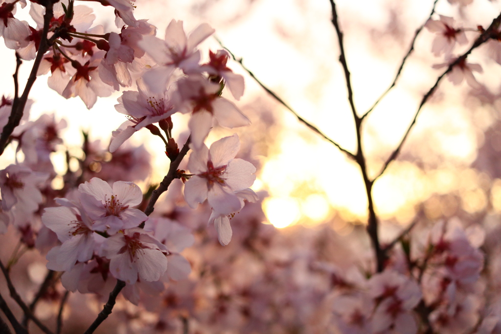 夜桜よりも夕桜