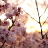 夜桜よりも夕桜