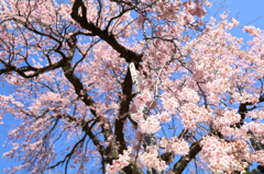 伝行山の徹然桜