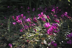 水元公園　野花